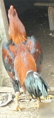 Gamefowl hatching eggs 10 pure thai asil (ganoi)