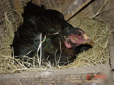 Gamefowl hatching eggs 10 pure thai asil (ganoi)