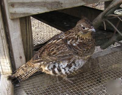 Ruffed grouse hatching eggs- pheasant quail gamebird
