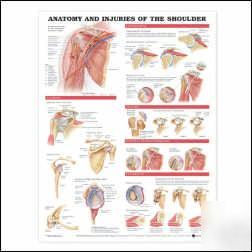 Anatomy and injuries of the shoulder anatomical charts
