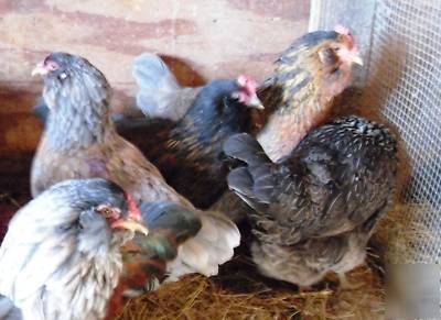  mahanaim farm eggs-12 americana/araucana hatching eggs