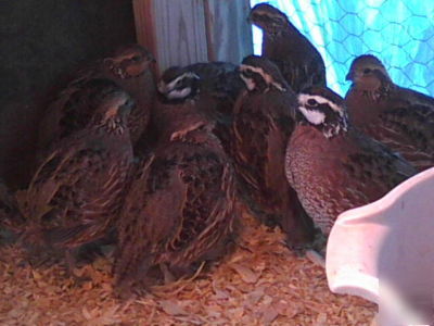 48 georgia giant quail hatching eggs/ 48 coturnix jumbo