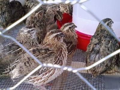 48 georgia giant quail hatching eggs/ 48 coturnix jumbo