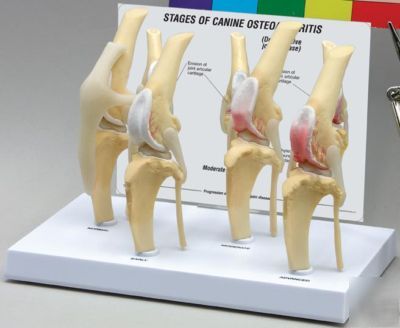 Canine osteoarthritis knee model set of 4 #9051 frees&h