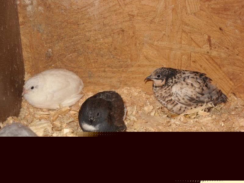 10 button quail hatching eggs