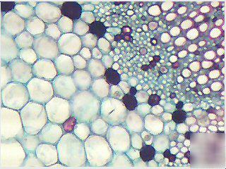 Advanced monocular microscope. 4X, 10X, 40XR, 100XR.