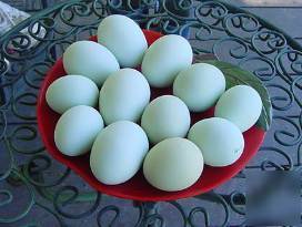 Araucana/americana eggs, that beautiful blue, 10 eggs