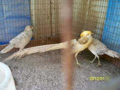 5 yellow golden ghigi pheasant hatching eggs