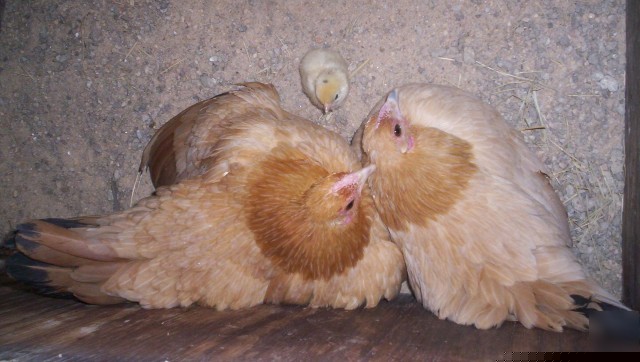 Nankin bantam hatching eggs - 6 + extras rare, endange