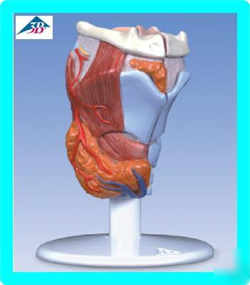 New 3B scientific human larynx thyroid anatomical model