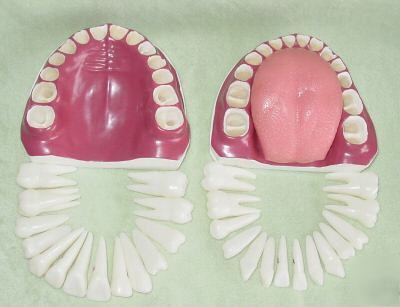 New giant dental care model, anatomical teeth model 