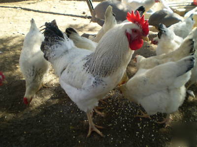 22 delaware hatching eggs