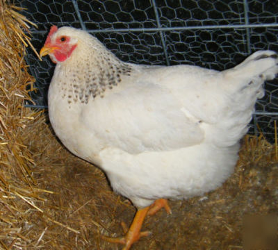 Heritage delaware hatching eggs - excellent layers