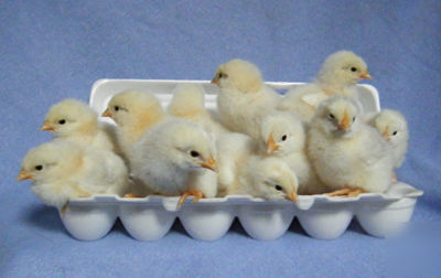 Heritage delaware hatching eggs - excellent layers