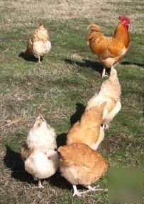 10+ buff orpington fertile hatching chicken eggs