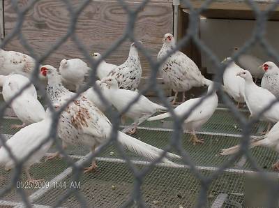 5 + ea melanistic mutant & alaskan snow pheasant eggs