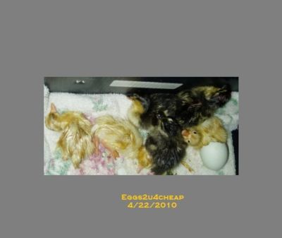 12+ call duck hatching eggs*several colors*ships now*