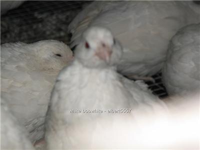 20+fresh white bobwhite quail hatching eggs*ready now 