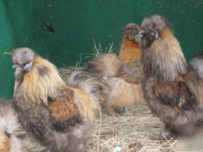 12 bearded silkie bantam hatching eggs, great stock 