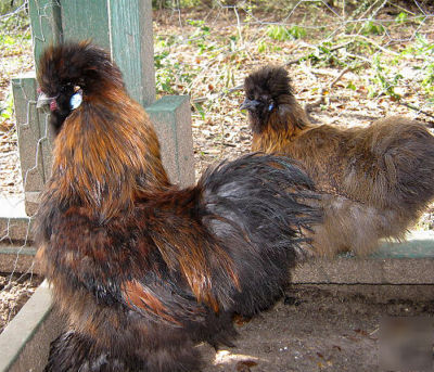 12 bearded silkie bantam hatching eggs, great stock 
