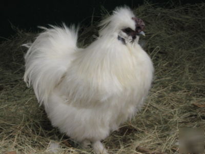12 bearded silkie bantam hatching eggs, great stock 