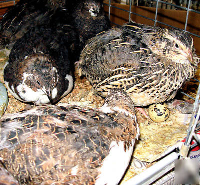 9 + cortunix mixed quail hatching eggs