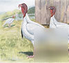 4 holland white heritage turkey eggs, mates naturally 