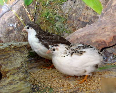 50 button quail hatching eggs~ euro's/ german & english
