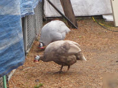 Guinea hatching eggs 12 + extras various colors 