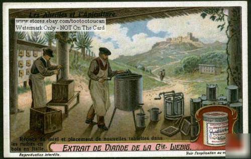 Harvesting honey rebuilding bee hive nice 1920S card