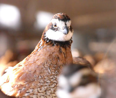 120 georgia giant bobwhite quail hatching eggs 