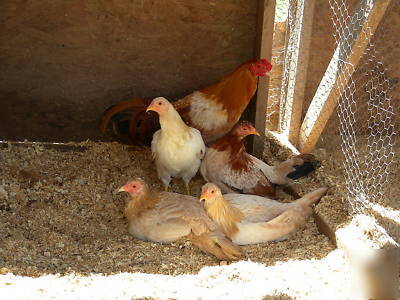 6+ pure pumpkin hulsey hatching eggs