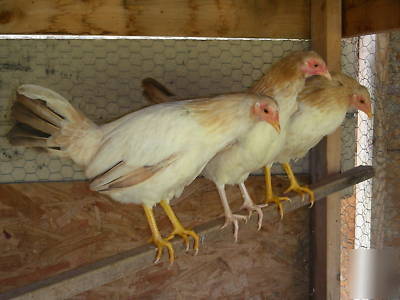 6+ pure pumpkin hulsey hatching eggs