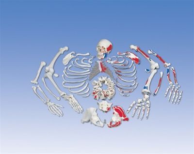 3B scientific full disarticulated skeleton anatomical 