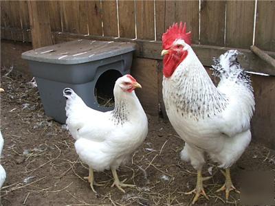 Heritage delaware chicken incubator hatching eggs 12+