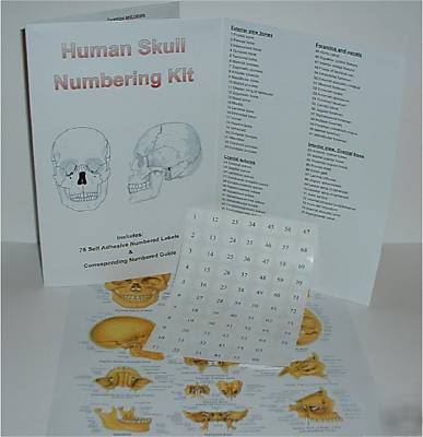 New brand 3 pce human skull anatomical skeleton model 