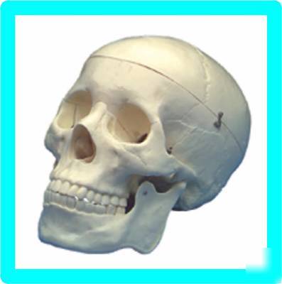 New brand 3 pce human skull anatomical skeleton model 
