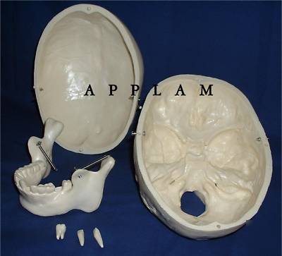 New brand 3 pce human skull anatomical skeleton model 