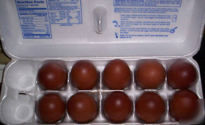 12 french black copper maran - chicken hatching eggs