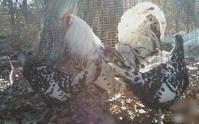 12+ silver spangled hamburg haching eggs