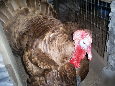 6+ chocolate turkey hatching eggs