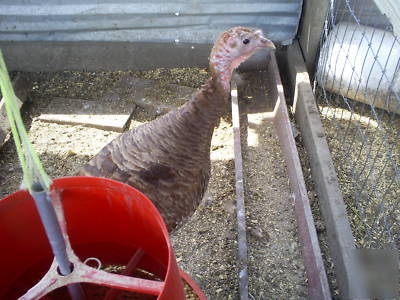 6+ chocolate turkey hatching eggs