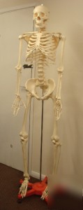 Full size medical skeleton on stand - moving parts