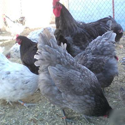 12+ blue / black/ splash orpington hatching eggs 
