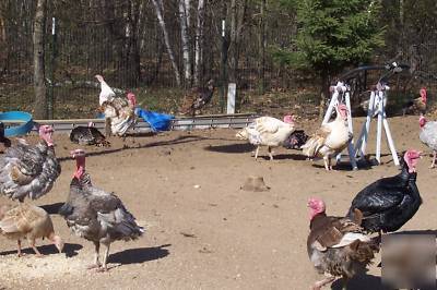 15+ turkey hatching eggs