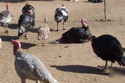 15+ turkey hatching eggs