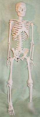 Anatomical human skeleton model halloween haloween item