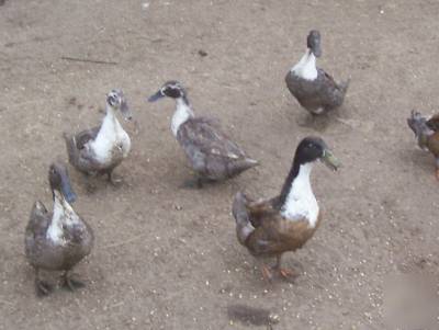 6 fertile blue swedish duck hatching eggs 