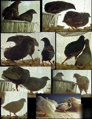 20 chinese blue breasted quail hatching egg asst colors