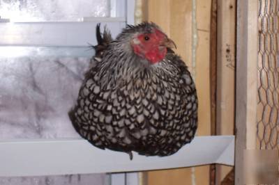 6+silver laced/blr wyandotte chicken eggs for hatching